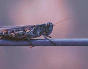 Owasso Pest Control